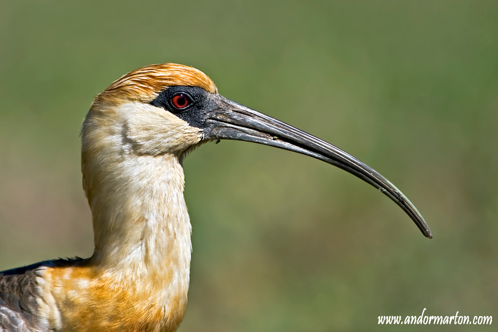 Ibis