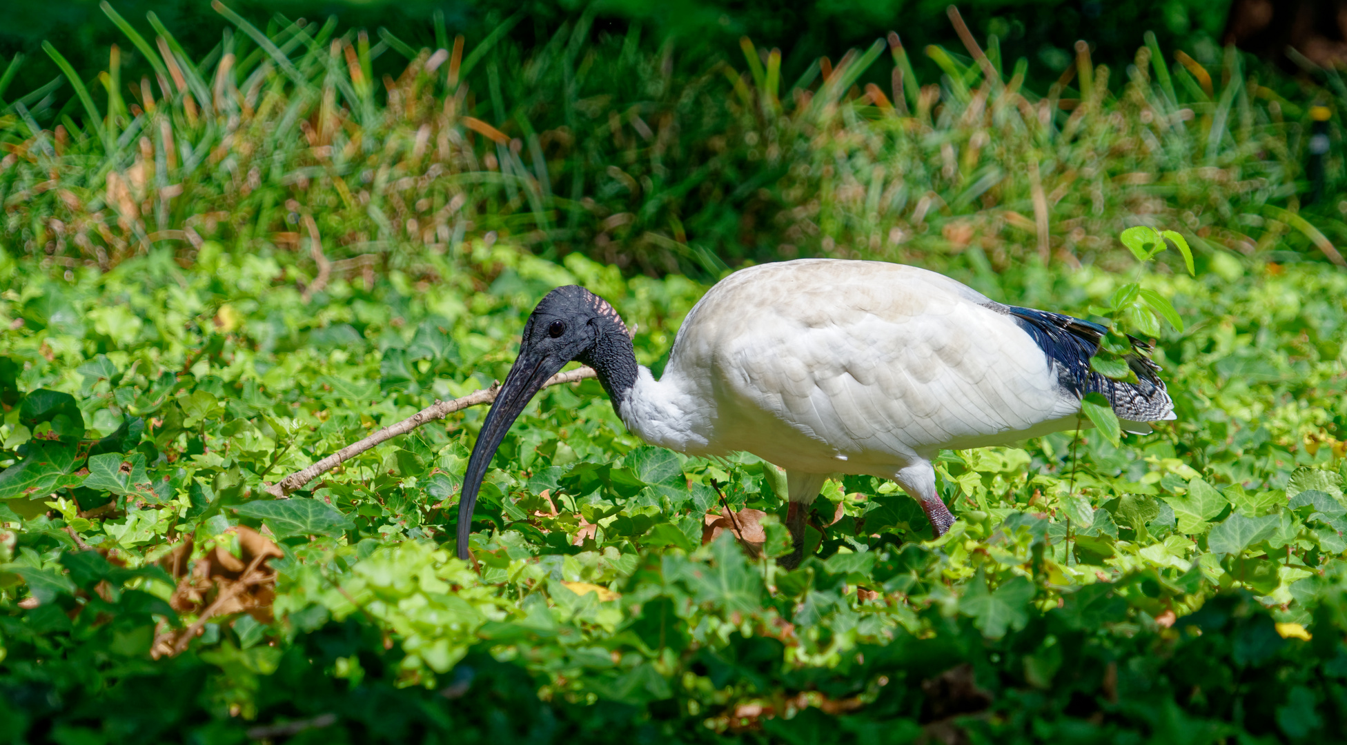 Ibis