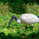 Ibis