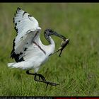 ibis con preda
