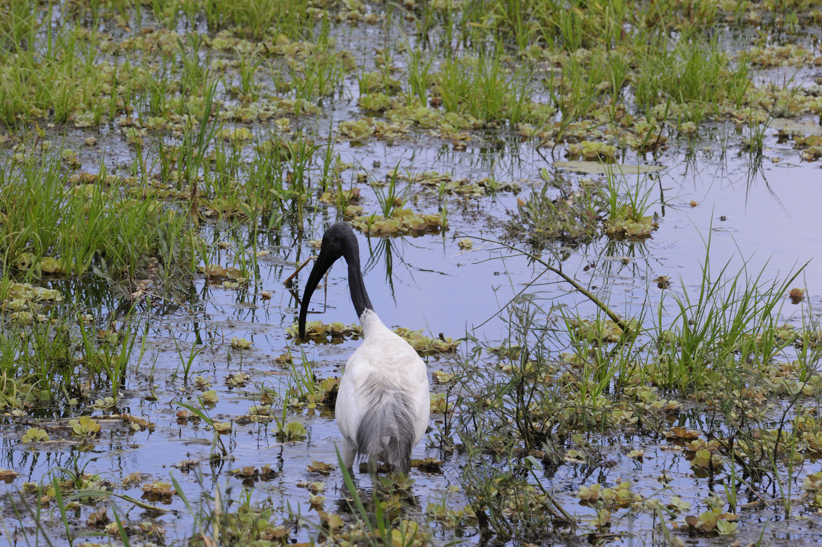 Ibis