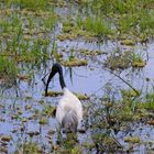 Ibis