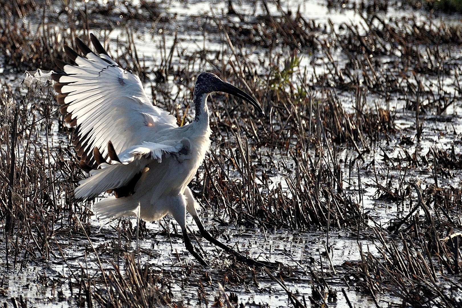 Ibis del Nilo al Tramonto