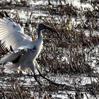 Ibis del Nilo al Tramonto