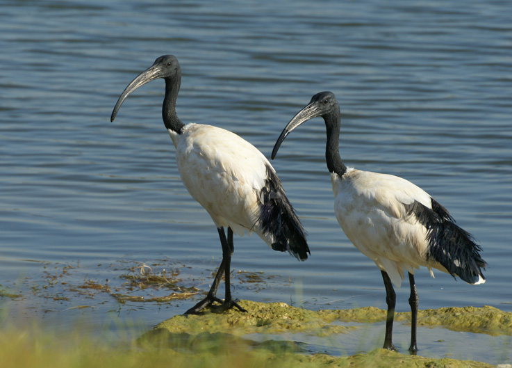 Ibis