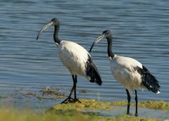 Ibis