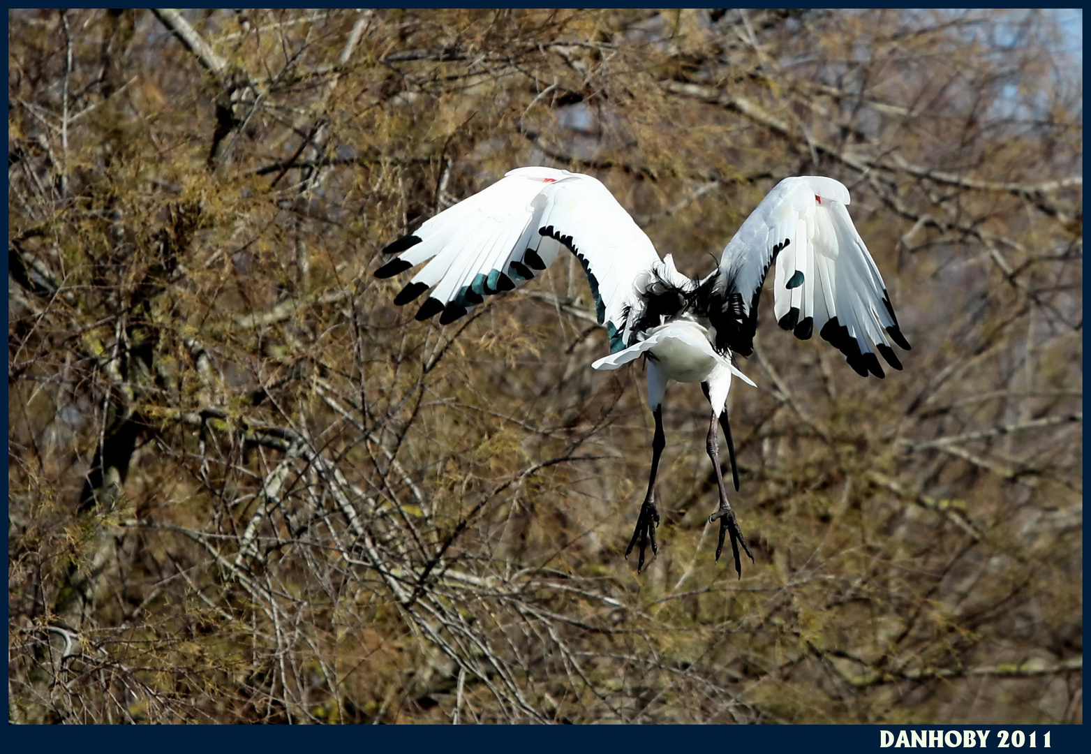 IBIS