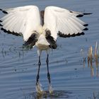 Ibis, ein schöner Rücken 