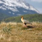 Ibis en Terre de Feu