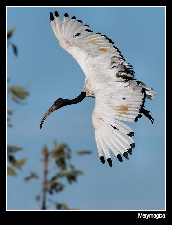 IBIS EN VUELO II