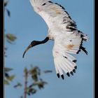 IBIS EN VUELO II