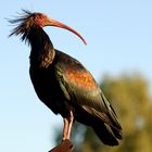 Ibis eremita