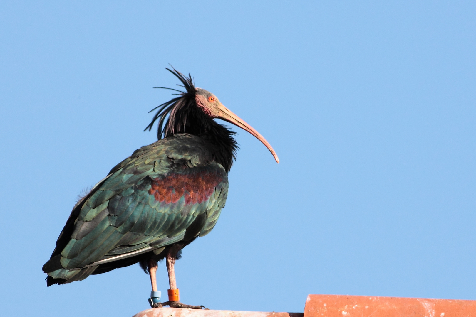 Ibis Eremita