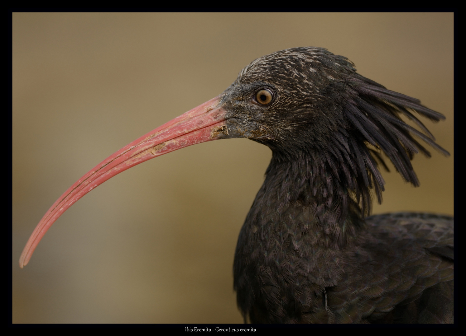 Ibis Eremita (esemplare di circa un anno di vita)