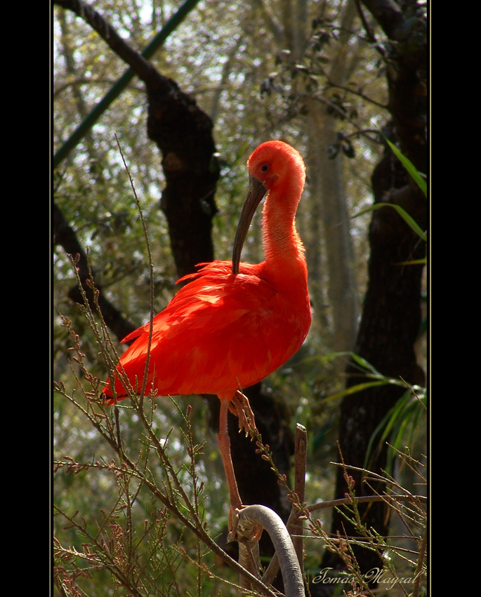 Ibis Escarlata