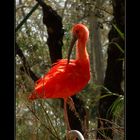 Ibis Escarlata