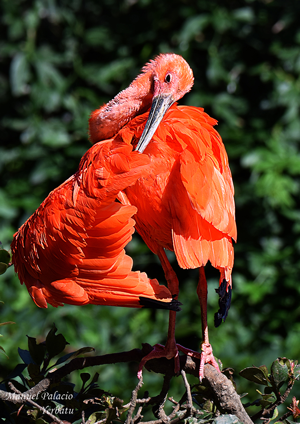 Ibis escarlata -Eudocimus ruber