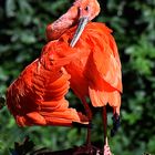 Ibis escarlata -Eudocimus ruber