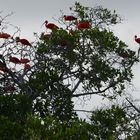 ibis escarlata (Eudocimus ruber), Reservorio natural de Cuare, Chichiriviche, Falcón, Venezuela