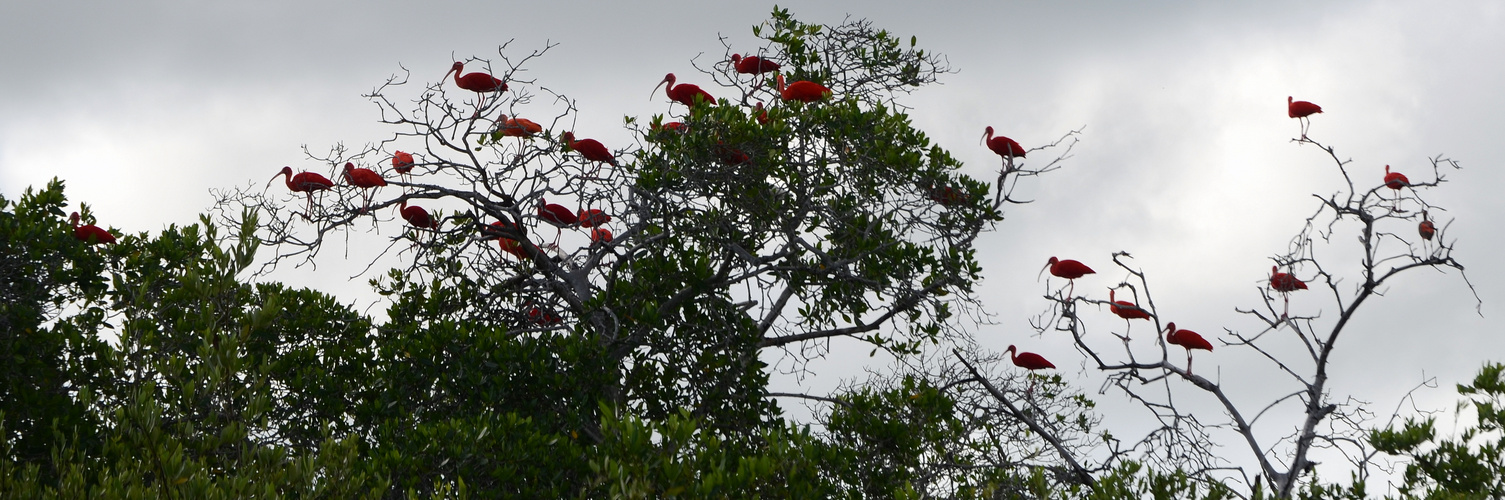 ibis escarlata (Eudocimus ruber), Reservorio natural de Cuare, Chichiriviche, Falcón, Venezuela