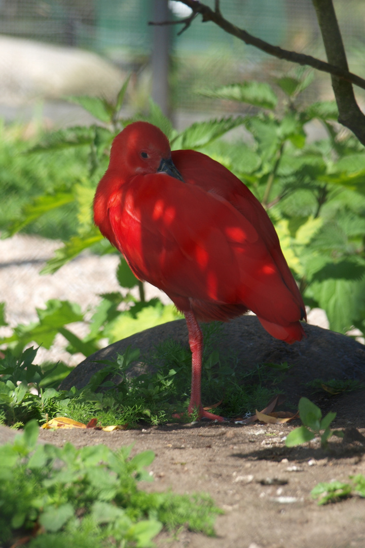 IBIS