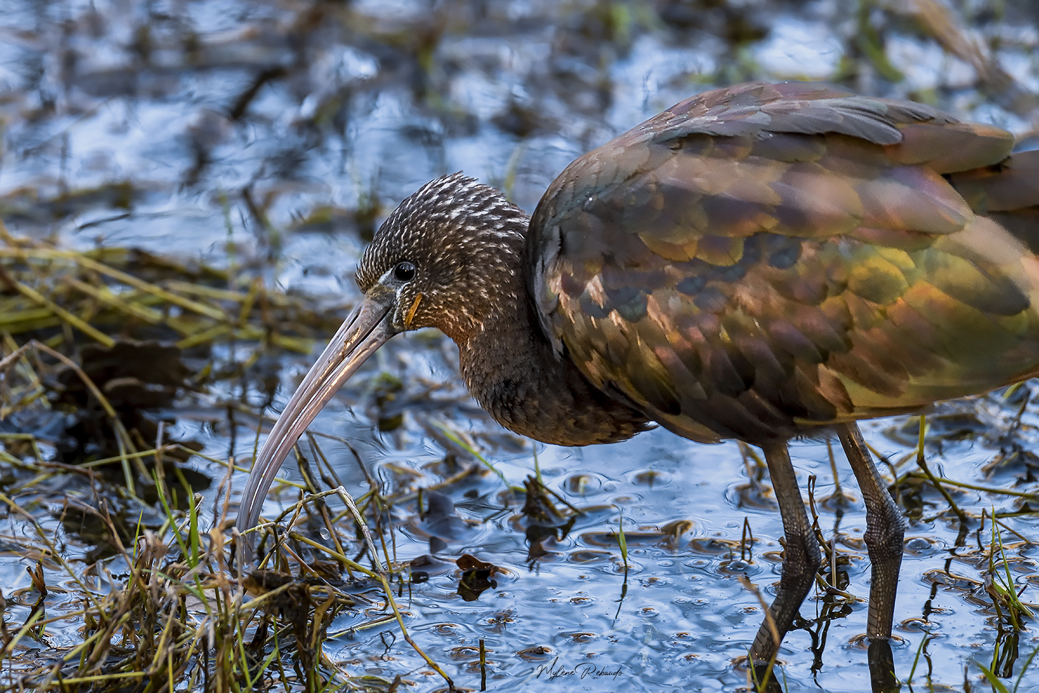 Ibis Falcinelle