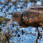 Ibis Falcinelle