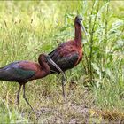 Ibis Falcinelle 