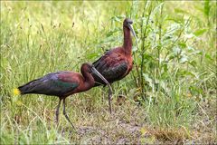 Ibis Falcinelle 