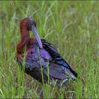 Ibis falcinelle