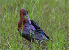 Ibis falcinelle