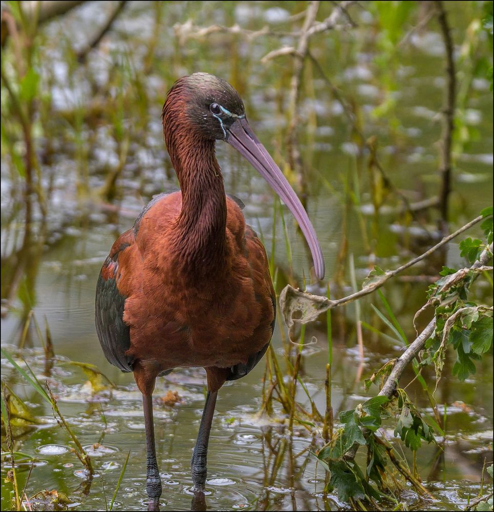 Ibis falcinelle