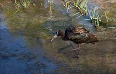 Ibis Falcinelle 