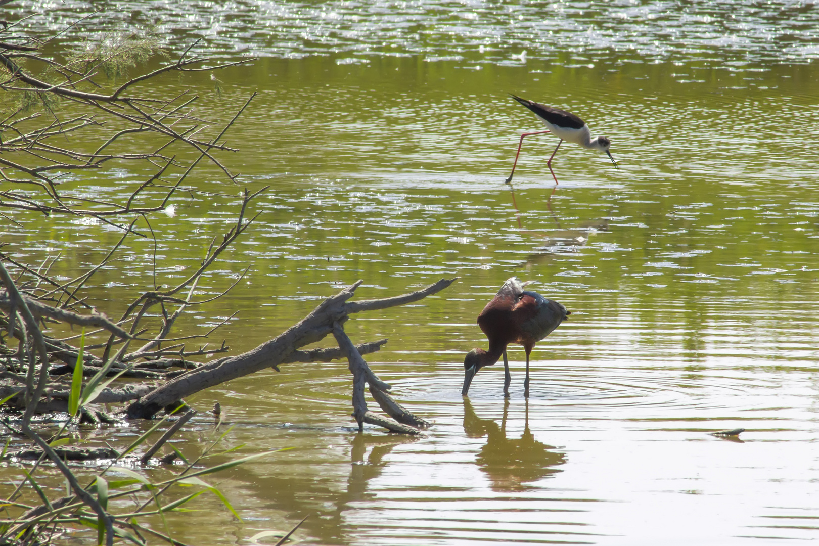 Ibis falcinelle ...