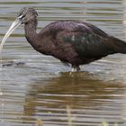 Ibis Falcinelle   