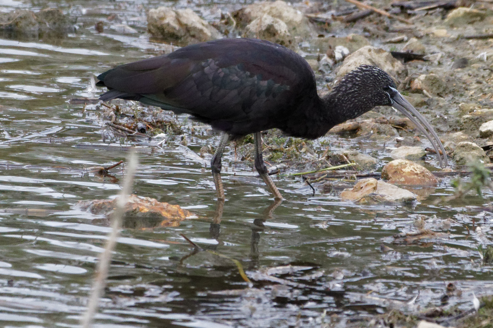 Ibis Falcinelle   