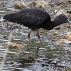 Ibis Falcinelle   