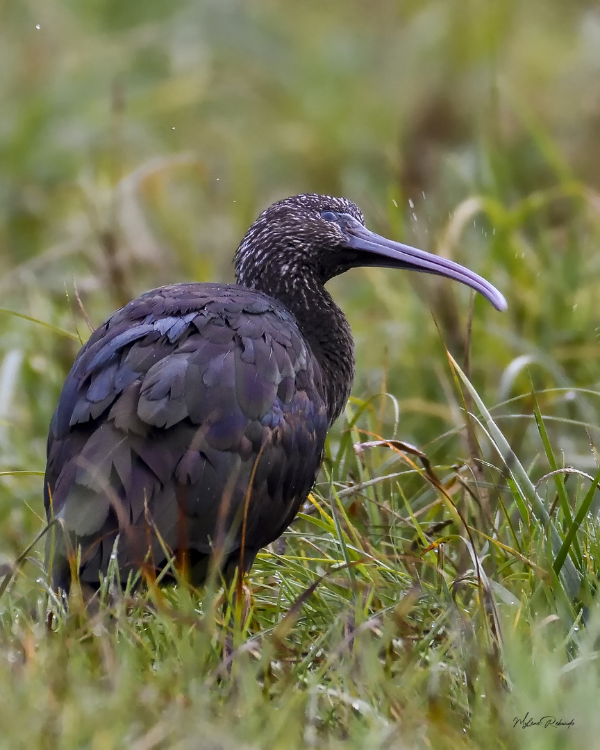 Ibis Falcinelle