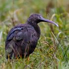 Ibis Falcinelle