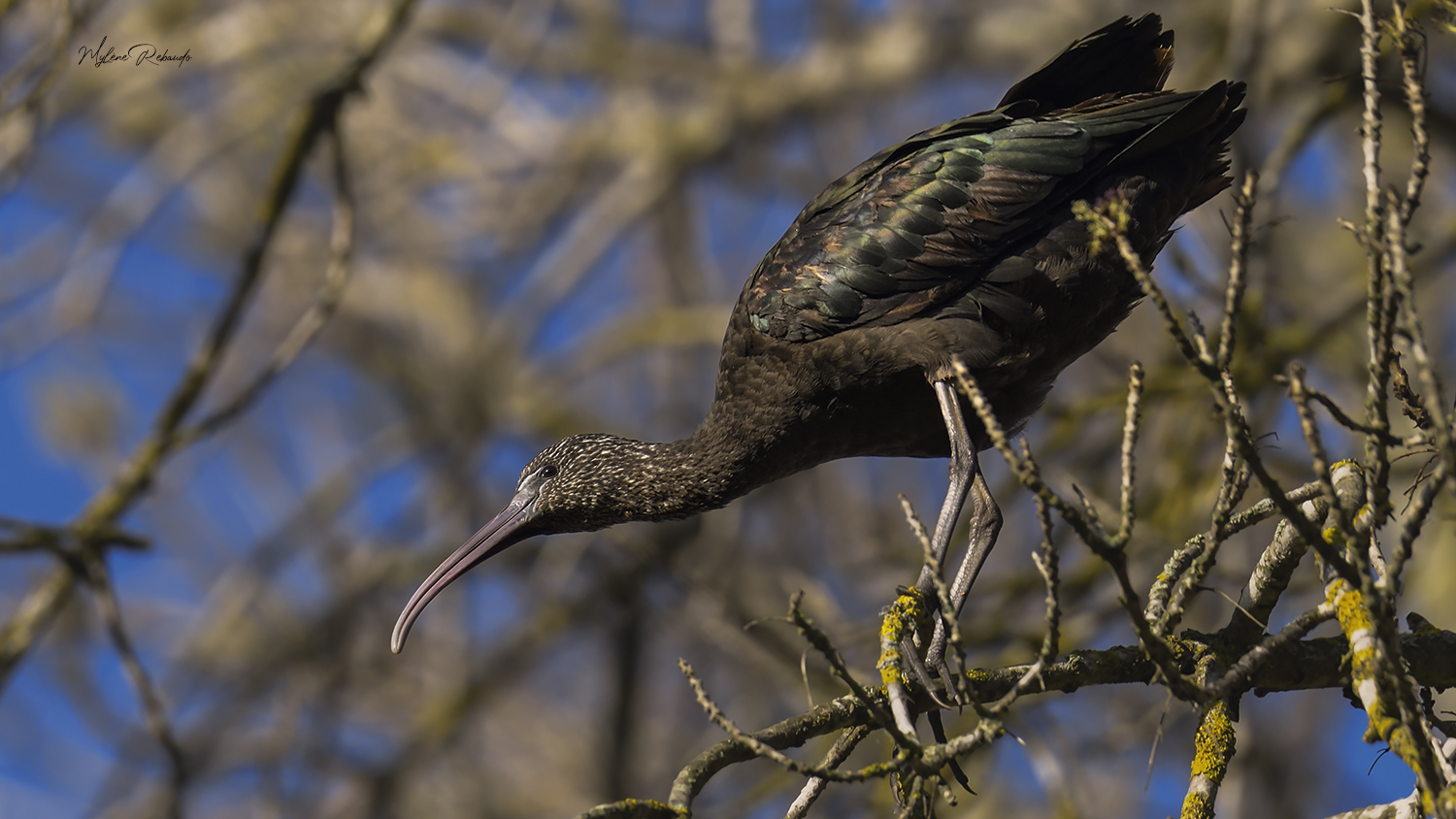 Ibis falcinelle