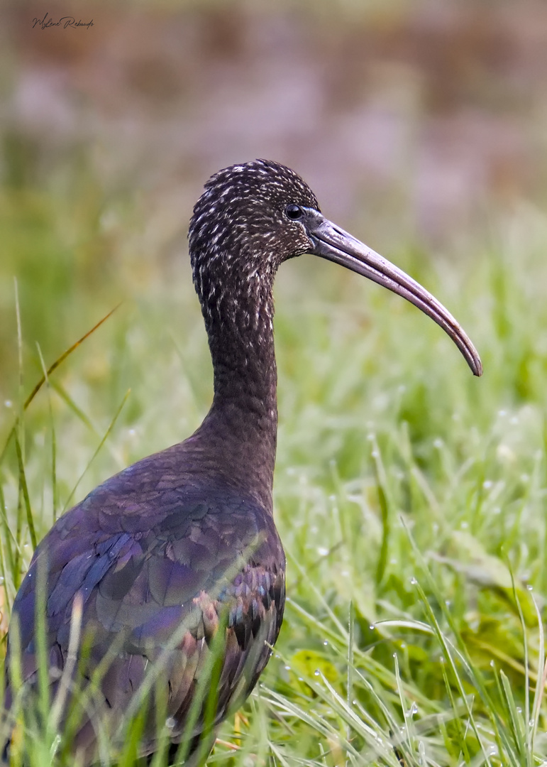 Ibis Falcinelle