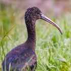 Ibis Falcinelle