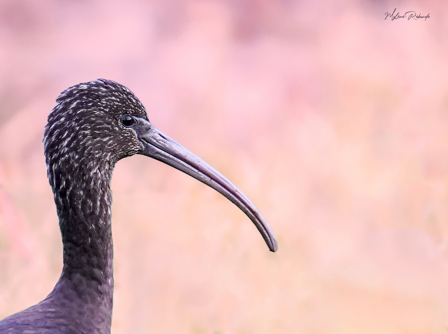 Ibis Falcinelle