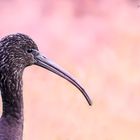 Ibis Falcinelle