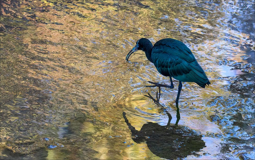 Ibis Falcinelle  de passage 