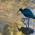 Ibis Falcinelle  de passage 