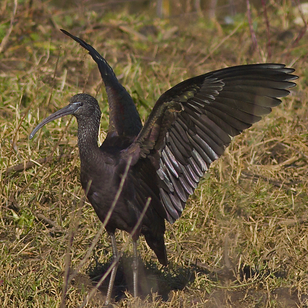 Ibis Falcinelle