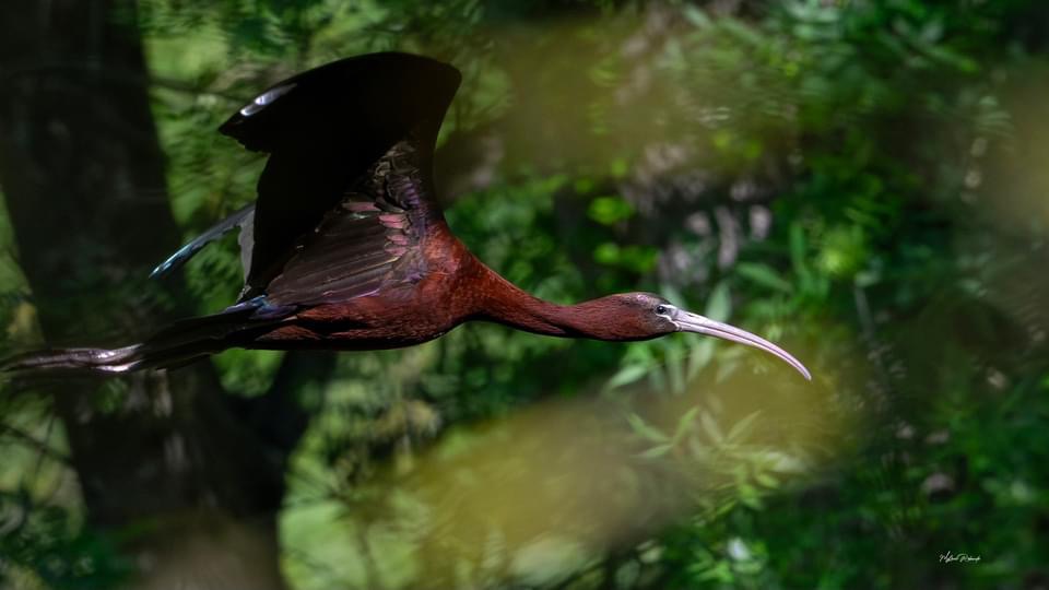 Ibis Falcinelle en vol