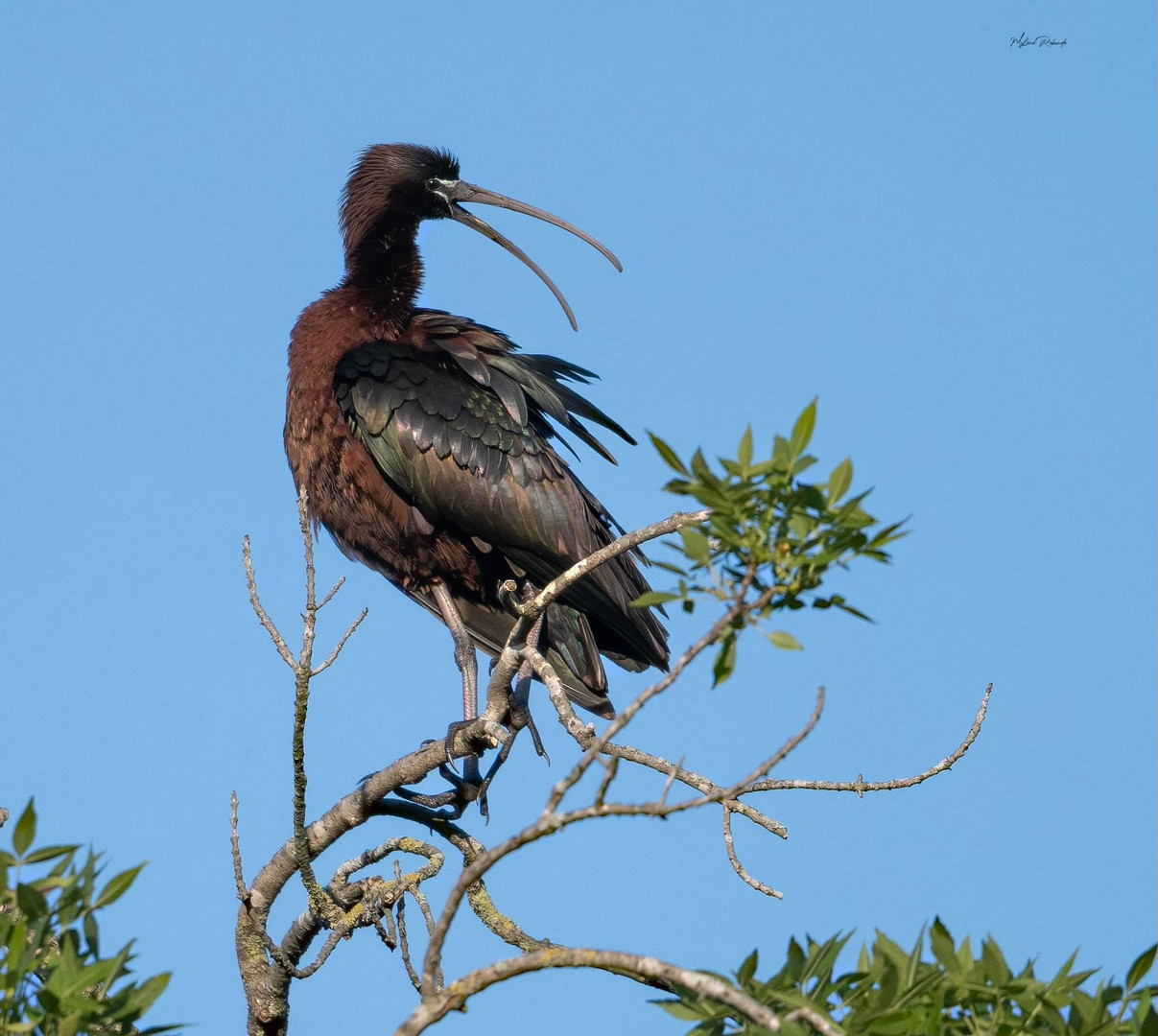 Ibis falcinelle 