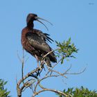 Ibis falcinelle 